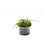 Willow Moss Fontinalis Antipyretica Portion