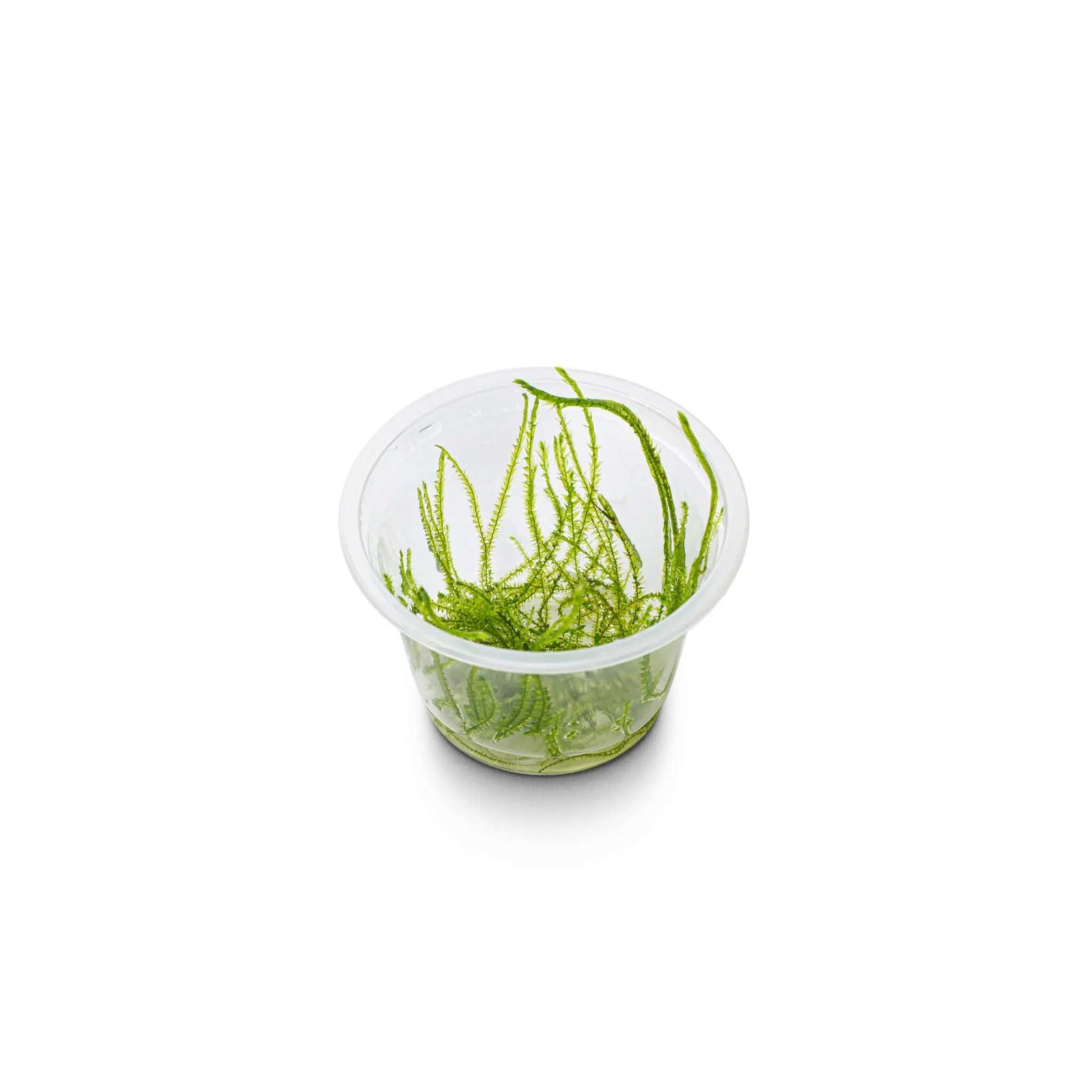 Willow Moss Fontinalis Antipyretica Portion
