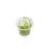 Willow Moss Fontinalis Antipyretica Portion