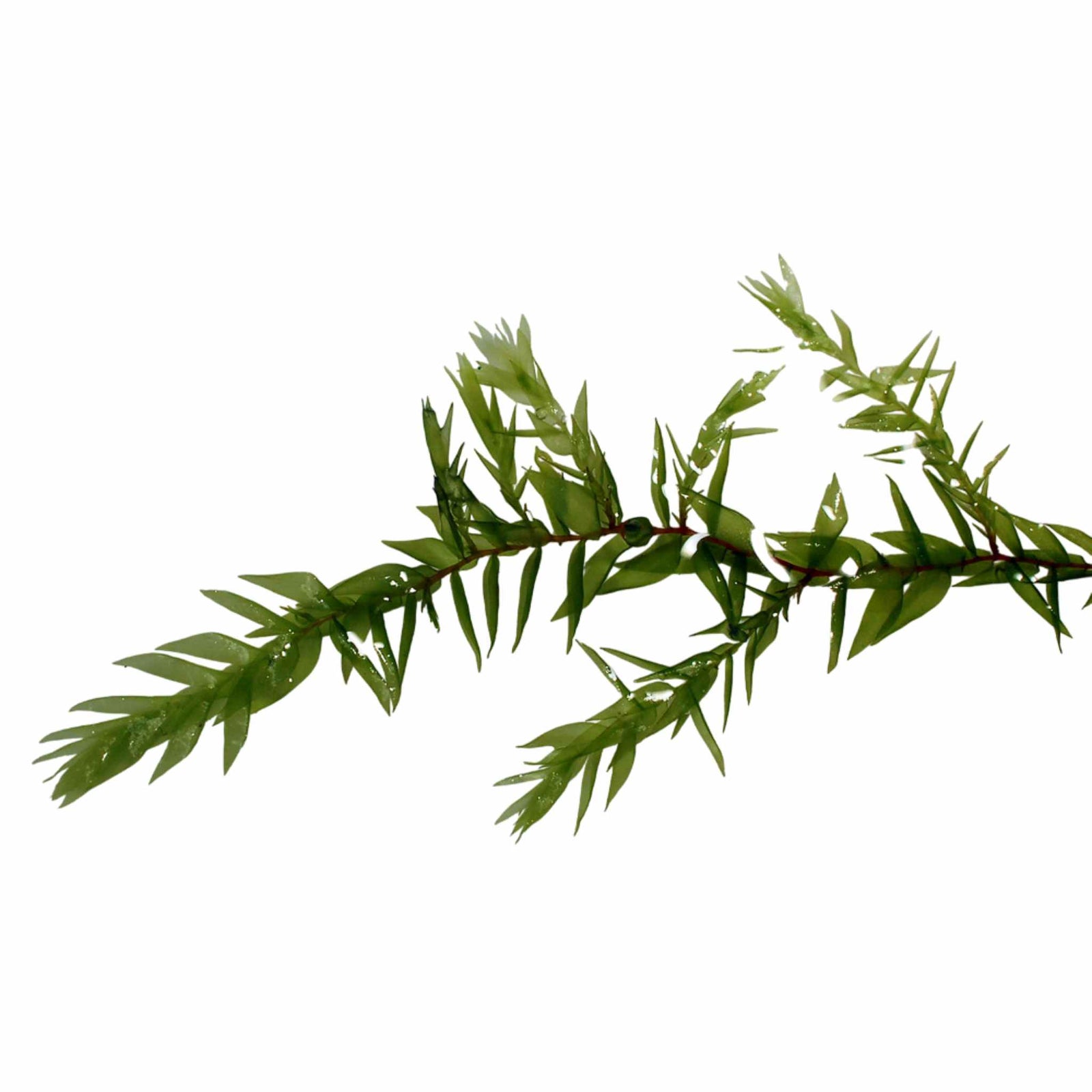 Willow Moss Fontinalis Antipyretica Portion
