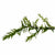 Willow Moss Fontinalis Antipyretica Portion