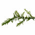 Willow Moss Fontinalis Antipyretica Portion