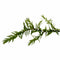 Willow Moss Fontinalis Antipyretica Portion