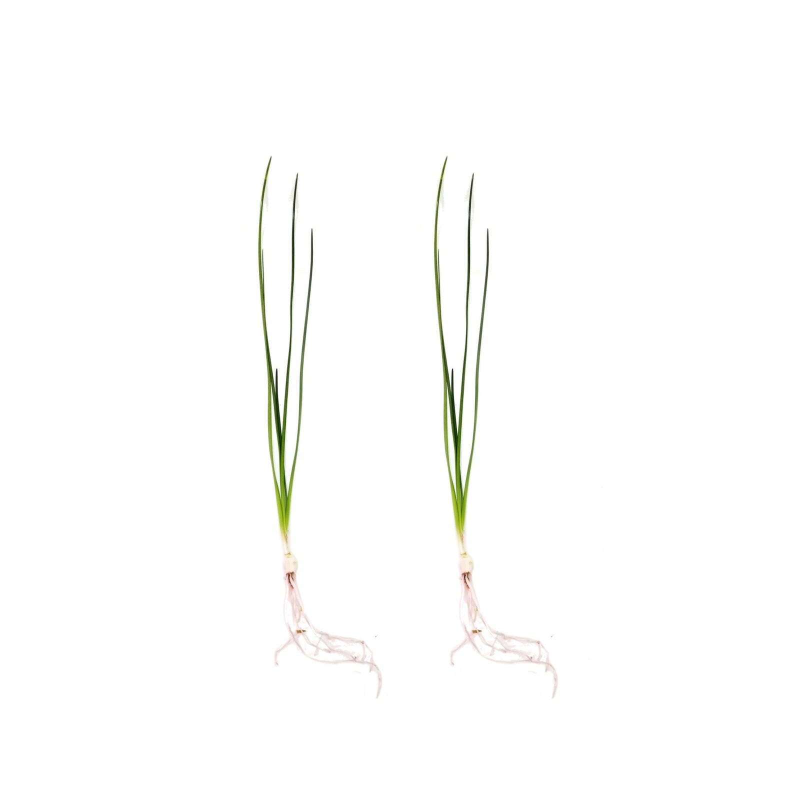 Water Onion Dwarf (Zephyranthes candida)