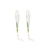 Water Onion Dwarf (Zephyranthes candida)