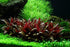 Tropica Alternanthera reineckii Live Aquarium Plant in freshwater aquarium
