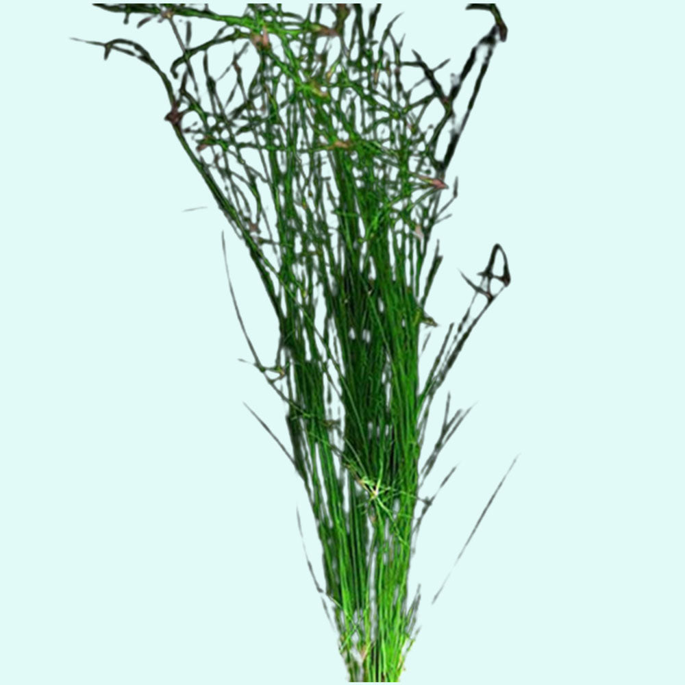 Hairgrass (Eleocharis Vivipara) - In Aquarium Setting