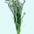 Hairgrass (Eleocharis Vivipara) - In Aquarium Setting