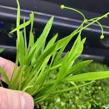10 X Chain Sword Narrow Leaf Plants