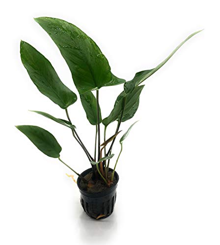 Anubias Hastifolia plant care and growth