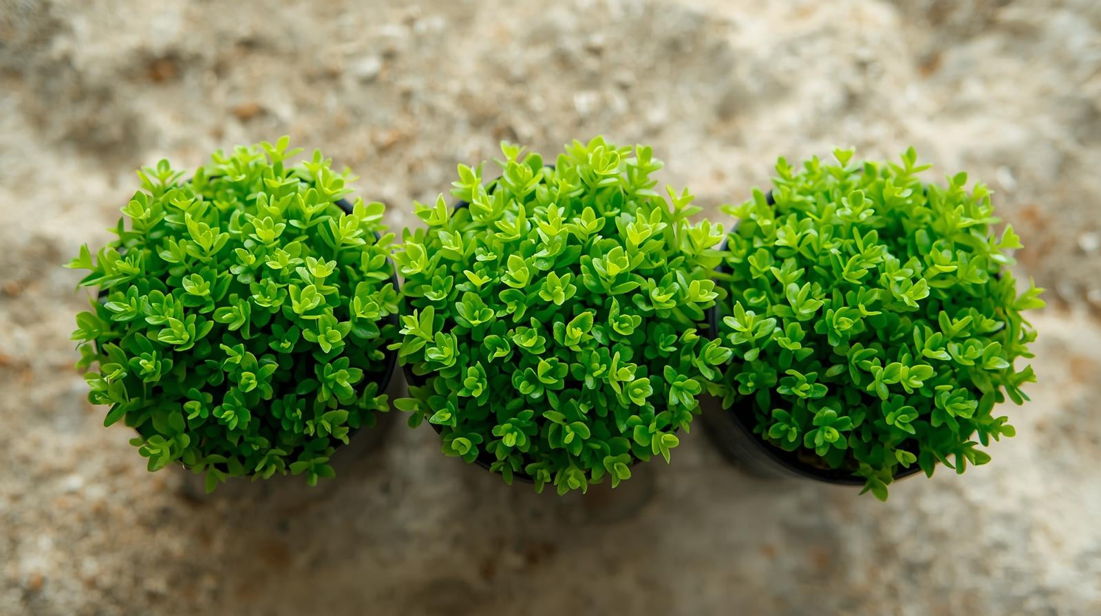 Aquarium Foreground Plant Bundle - Image 11 of 11