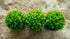 Aquarium Foreground Plant Bundle - Image 11 of 11