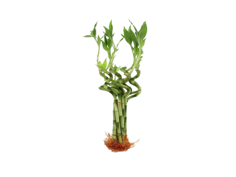 lucky bamboo stick plant Lucky Bamboo Plant (Dracaena Sanderiana)