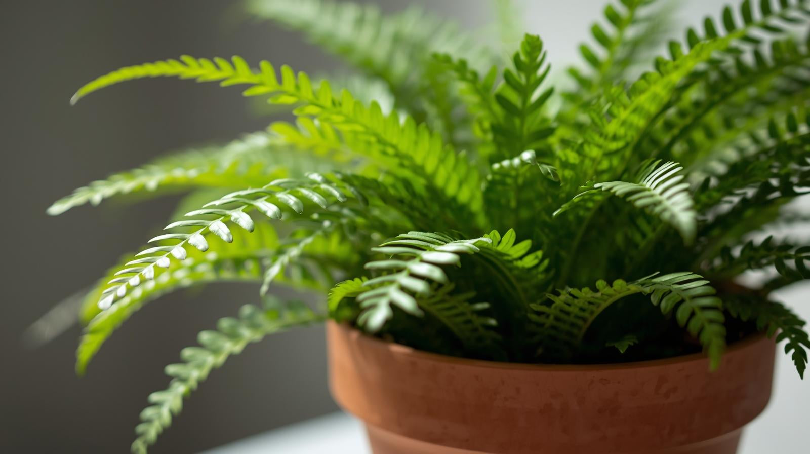 Java Fern Microsorum