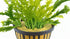 Anacharis Egeria Najas size and color reference
