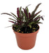 Dragon’s Tongue “Flame” (Hemigraphis repanda) – Live Terrarium & Paludarium Plant