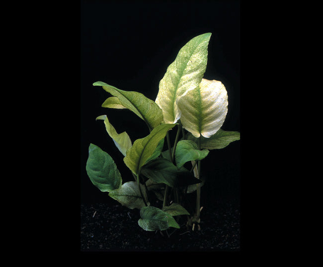 Anubias Nana Variegated