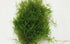 Guppy Grass Najas Guadalupens