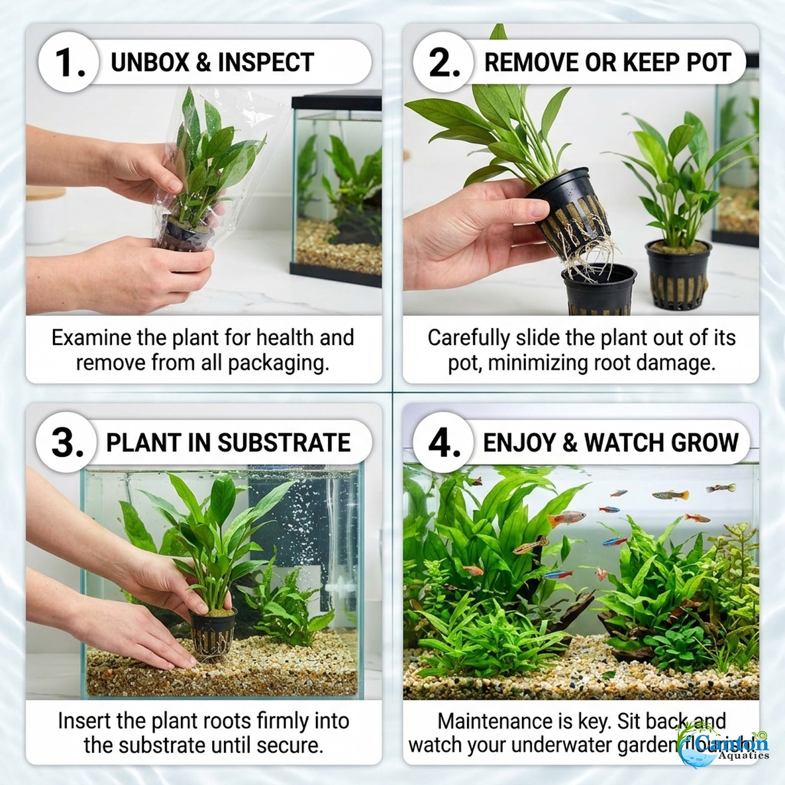 Live Aquarium Plants Bundle 10 Pack - Healthy Plant Specimens