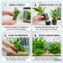 Live Aquarium Plants Bundle 10 Pack - Healthy Plant Specimens