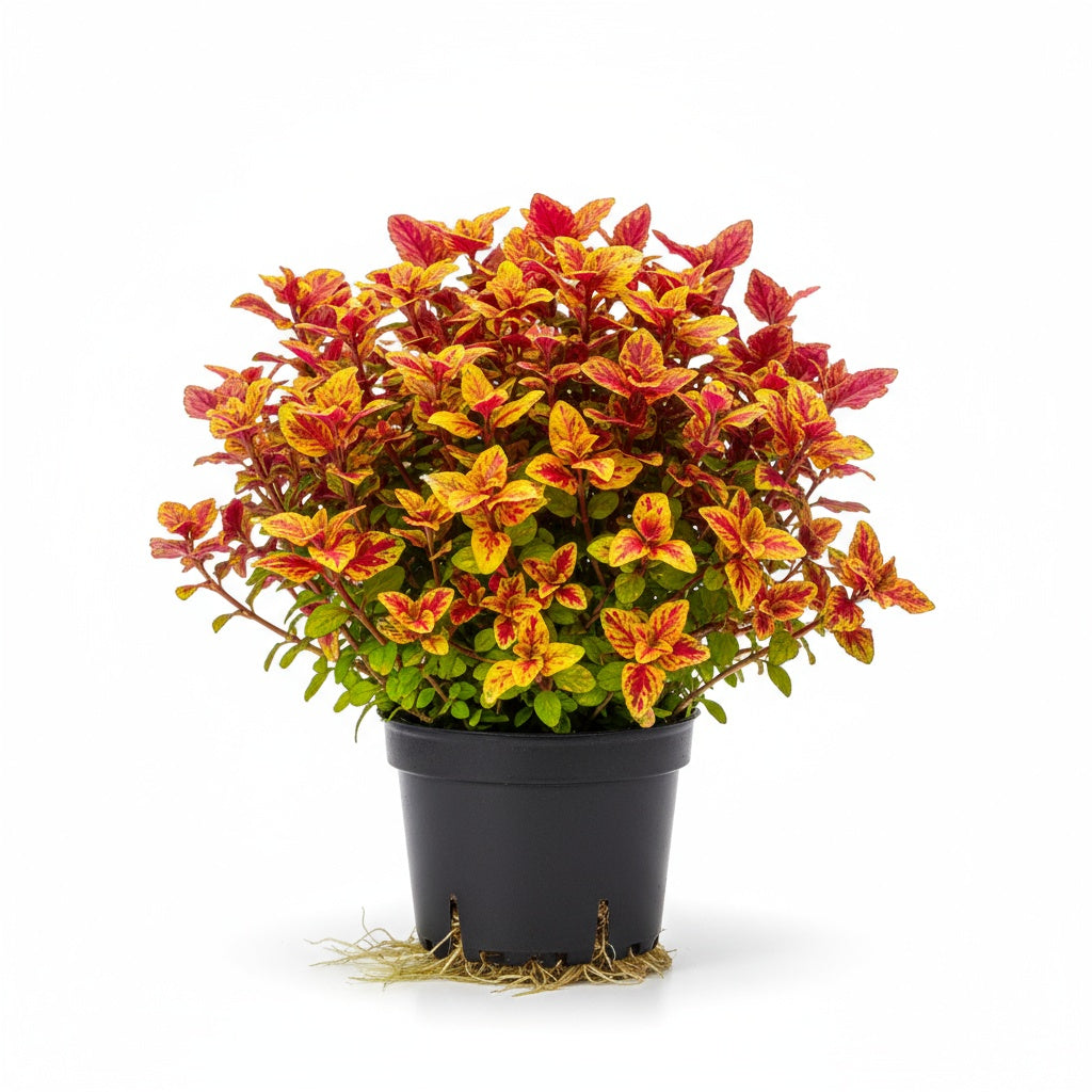 joseph's coat indoor plant Joseph's Coat “Multi-Color Hedge” (Alternathera sp.)... – Canton Aquatics