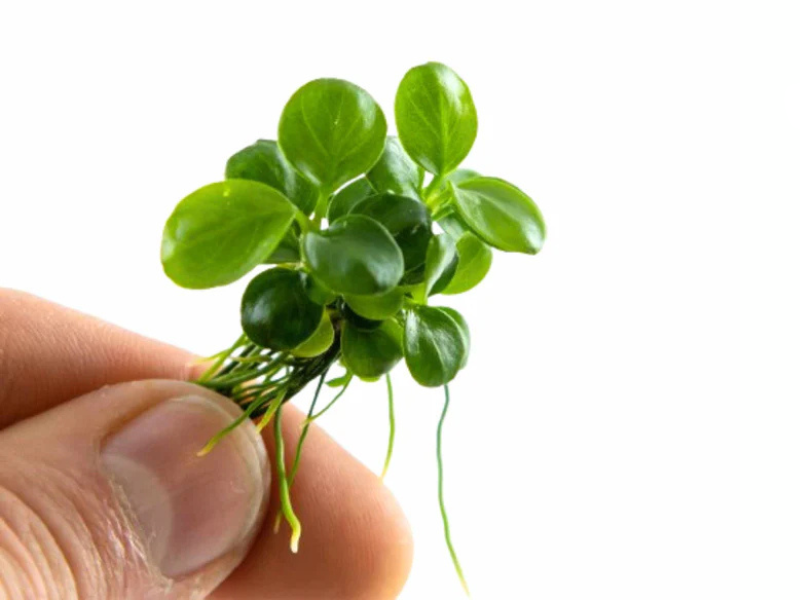 Anubias Barteri Mini Coin