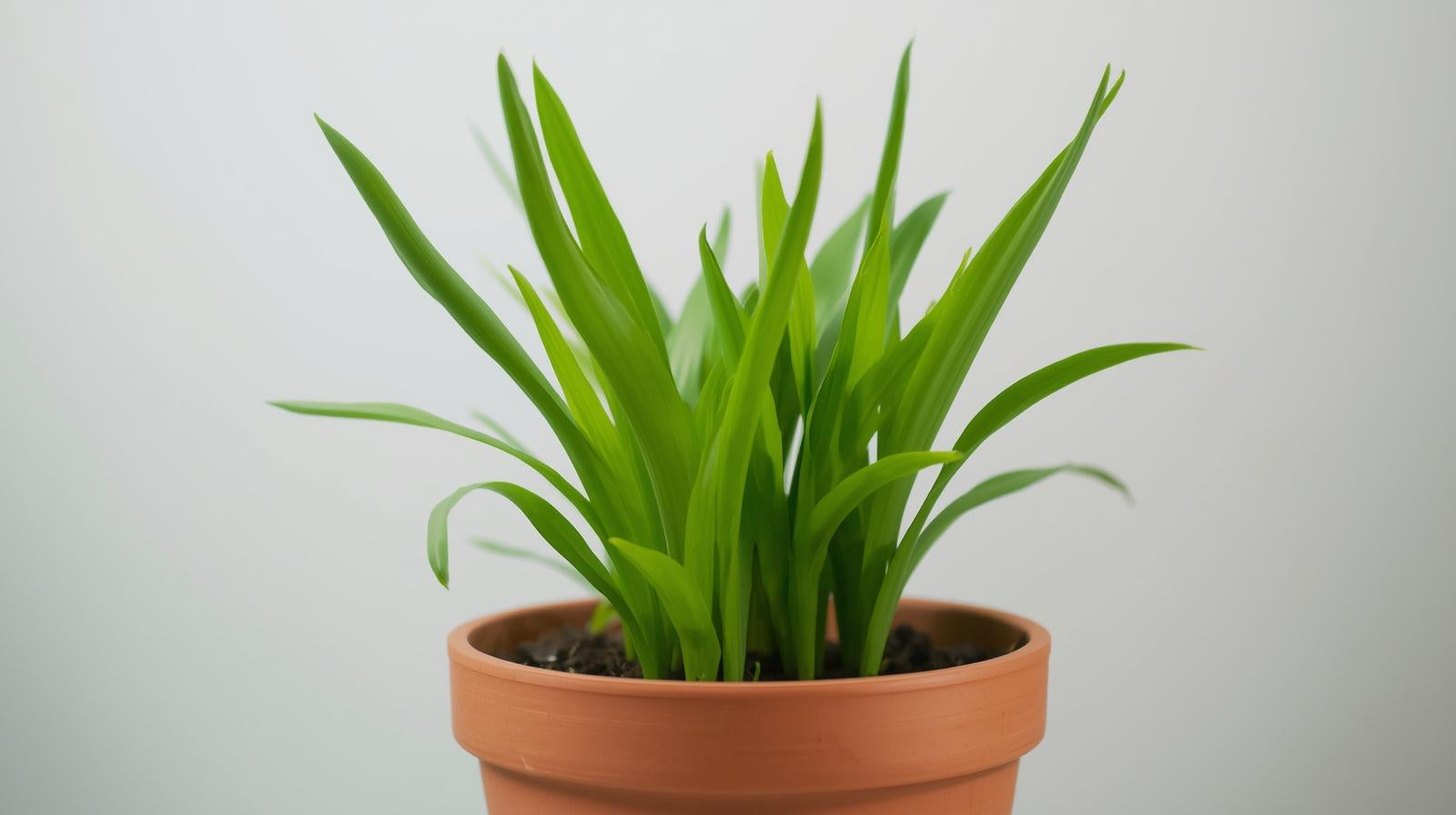 Dwarf Sagittaria (Broadleaf) - Close Up View