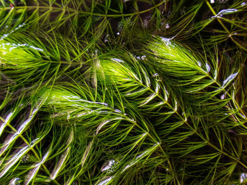 Hornwort Bunch 3-5 Stems aquatic plant for planted tank