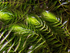 Hornwort Bunch 3-5 Stems aquatic plant for planted tank