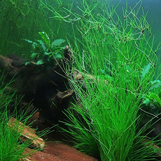 Hairgrass (Eleocharis Vivipara) - Live Aquarium Plant