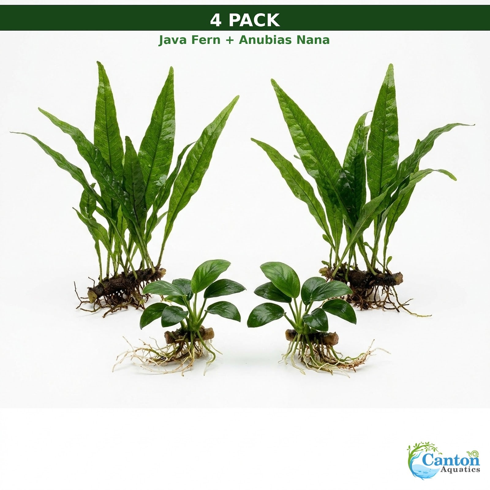 Java Fern & Anubias Nana (Microsorum Pteropus, Anubias Barteri) plant care and growth