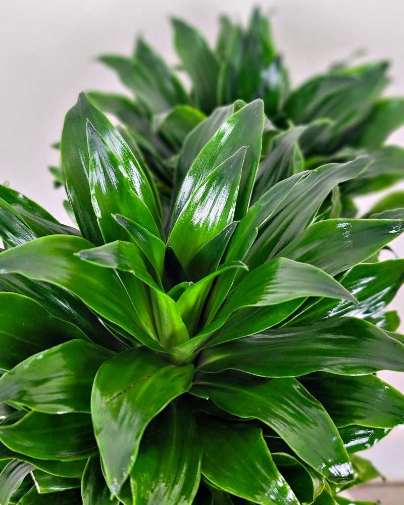 dracaena pineapple plant Janet Craig Pineapple Plant Dracaena Compacta... – Canton Aquatics