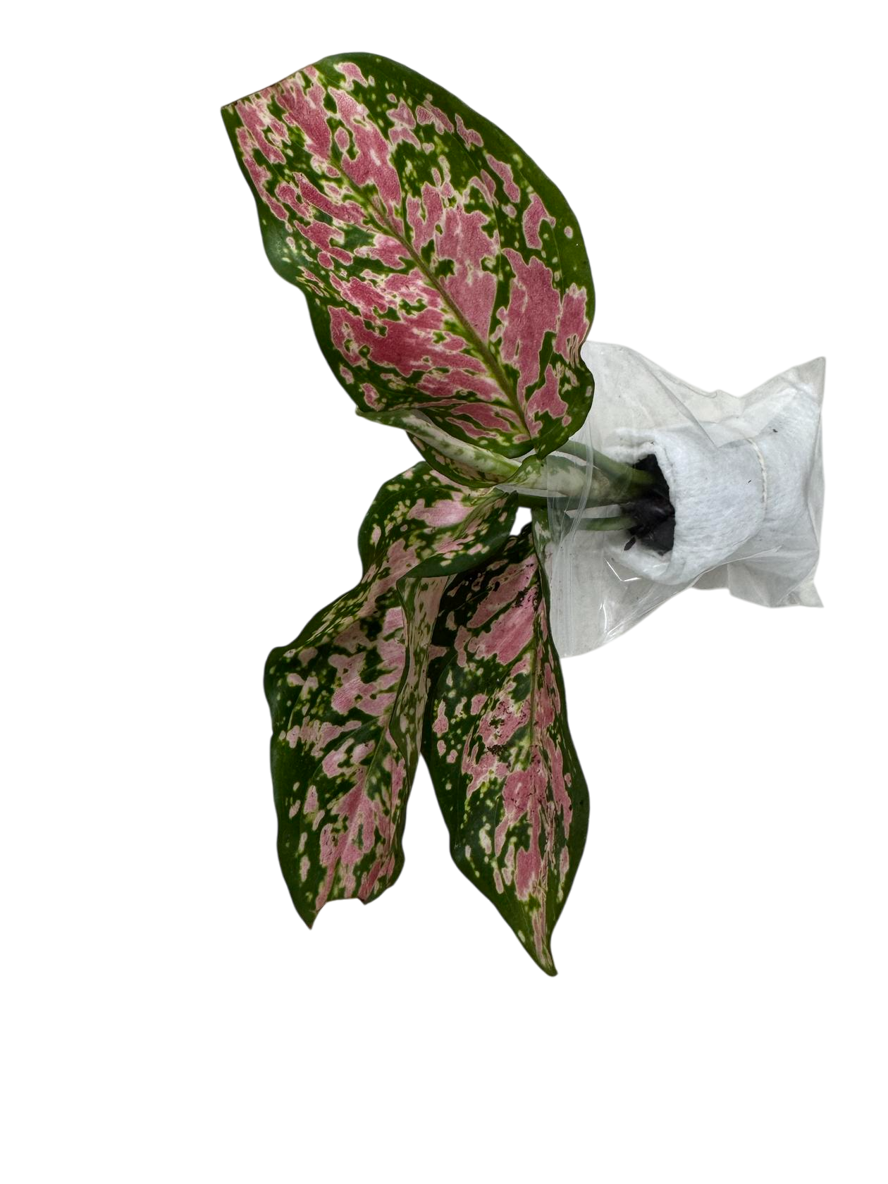 Aglaonema Queen Red Valentine Rooted Starter Plant