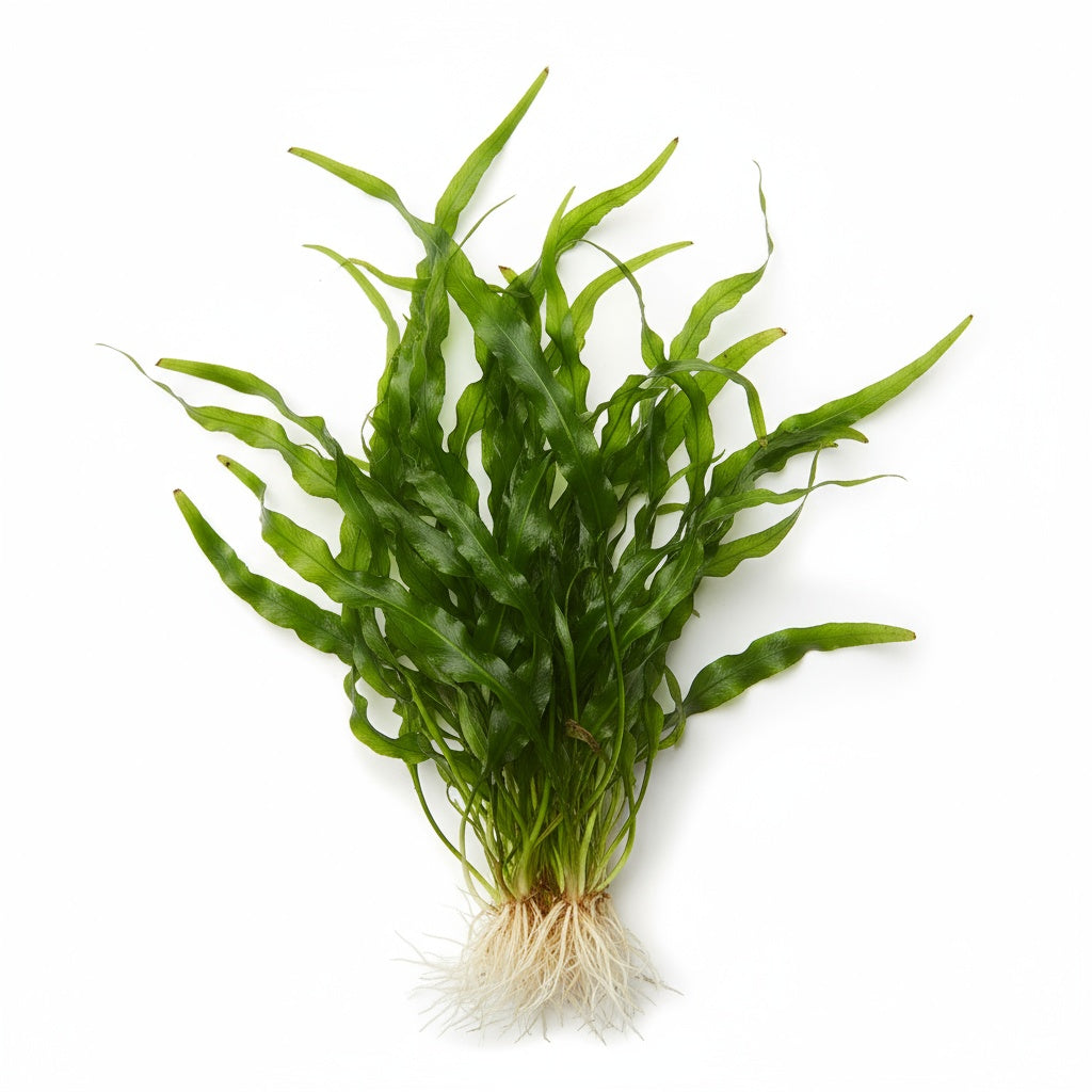 Jungle Vallisneria Asiatica Contortion 3 Plants