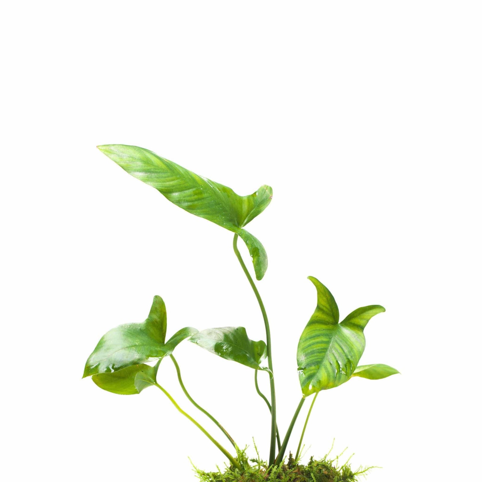 Anubias Gigantea – Live Freshwater Aquarium Plant