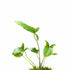 Anubias Gigantea – Live Freshwater Aquarium Plant