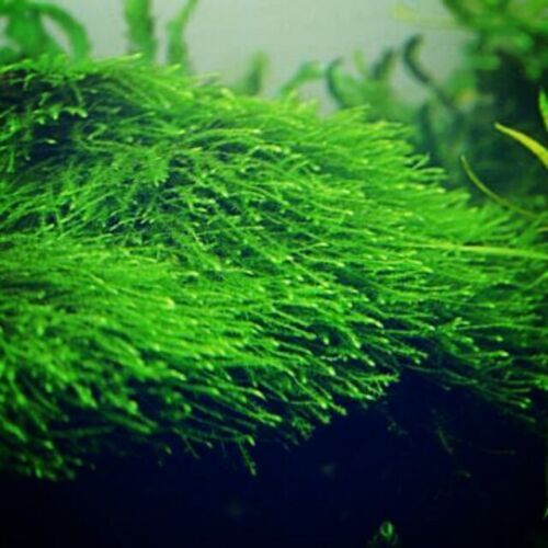 5 Java Moss Portions Live Aquarium Plant Taxiphyllum Barbieri BUY 2 GET 1 FREE