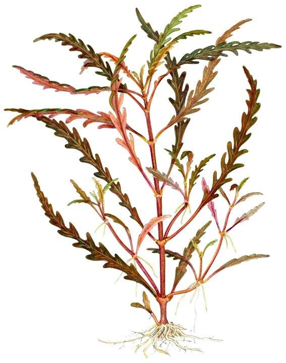 Beginner-Friendly Low Light Plant Bundle (6 Easy-Grow Varieties)