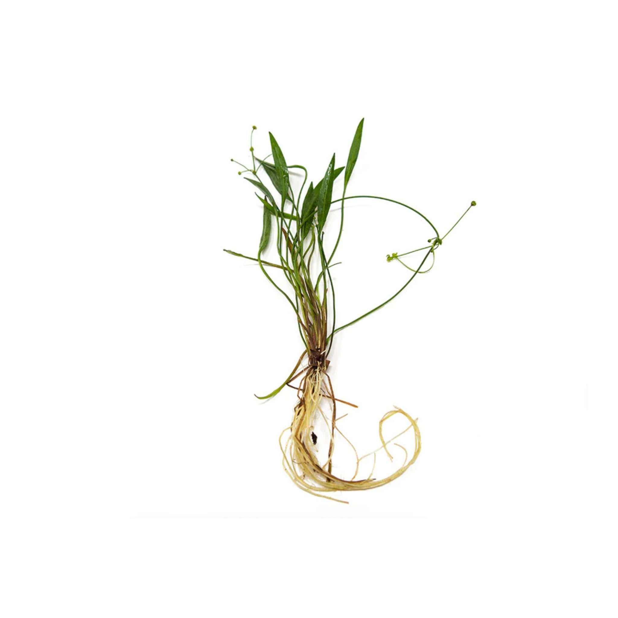 Chain Sword Narrow Leaf Hellanthium Bolivianum submerged in planted aquarium