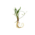 Chain Sword Narrow Leaf Hellanthium Bolivianum submerged in planted aquarium