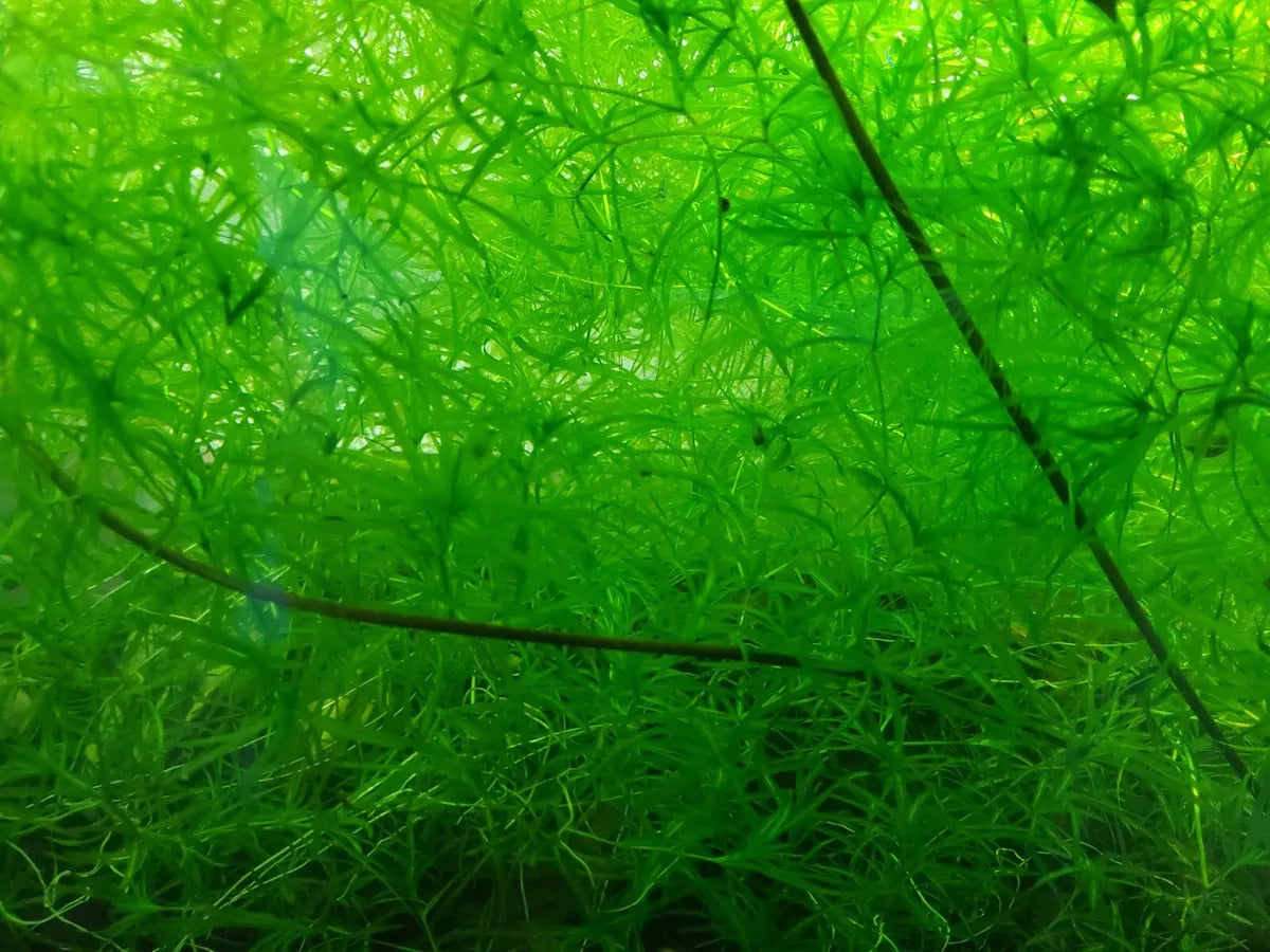 Guppy Grass Najas Guadalupens size and color reference