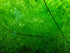 Guppy Grass Najas Guadalupens size and color reference