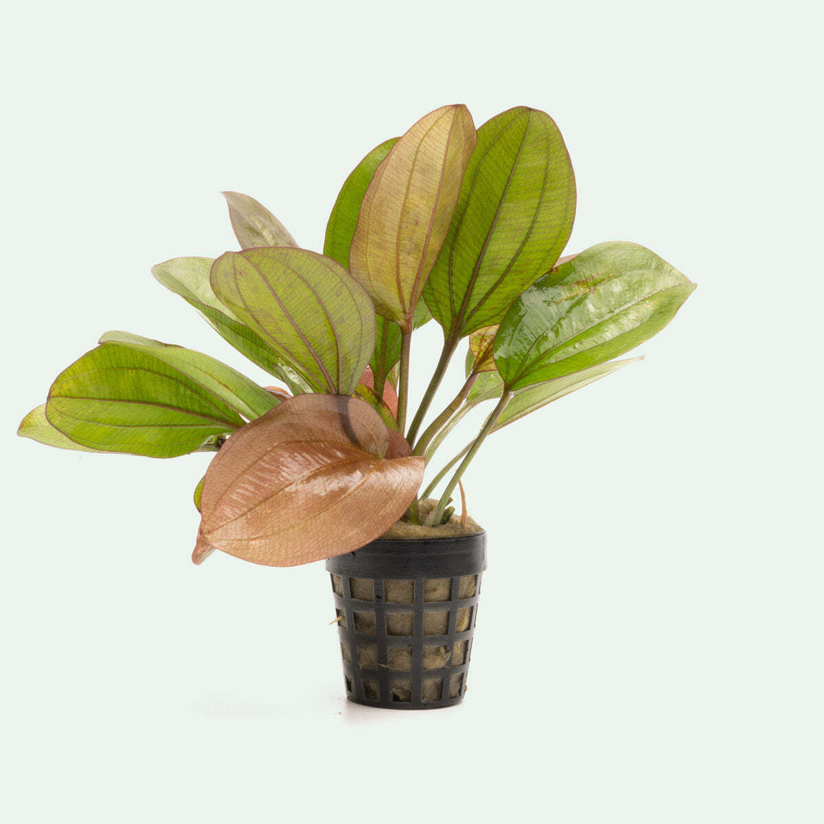 Amazon Sword Echinodorus Red Flame