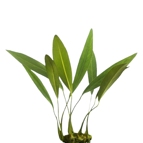 Anubias Frazeri