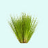 5 X Dwarf Hairgrass (Eleocharis Parvula)