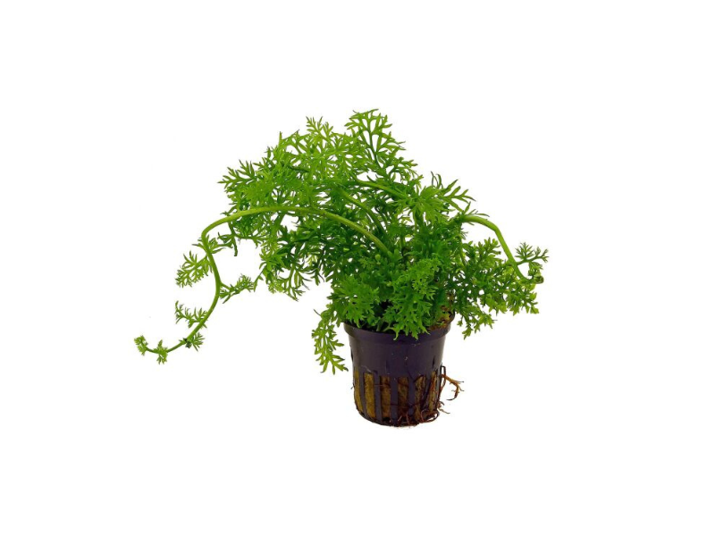 Water Sprite (Ceratopteris Thalictroides)