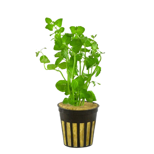 Mint Charlie (Micromeria brownei) healthy growth example