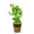 Mint Charlie (Micromeria brownei) healthy growth example