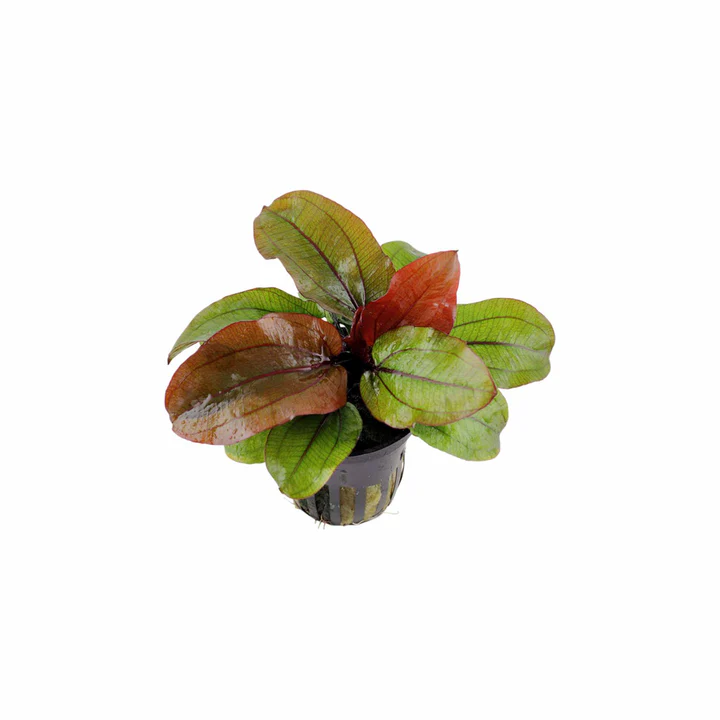 Amazon Sword Echinodorus (Red Pearl) Small