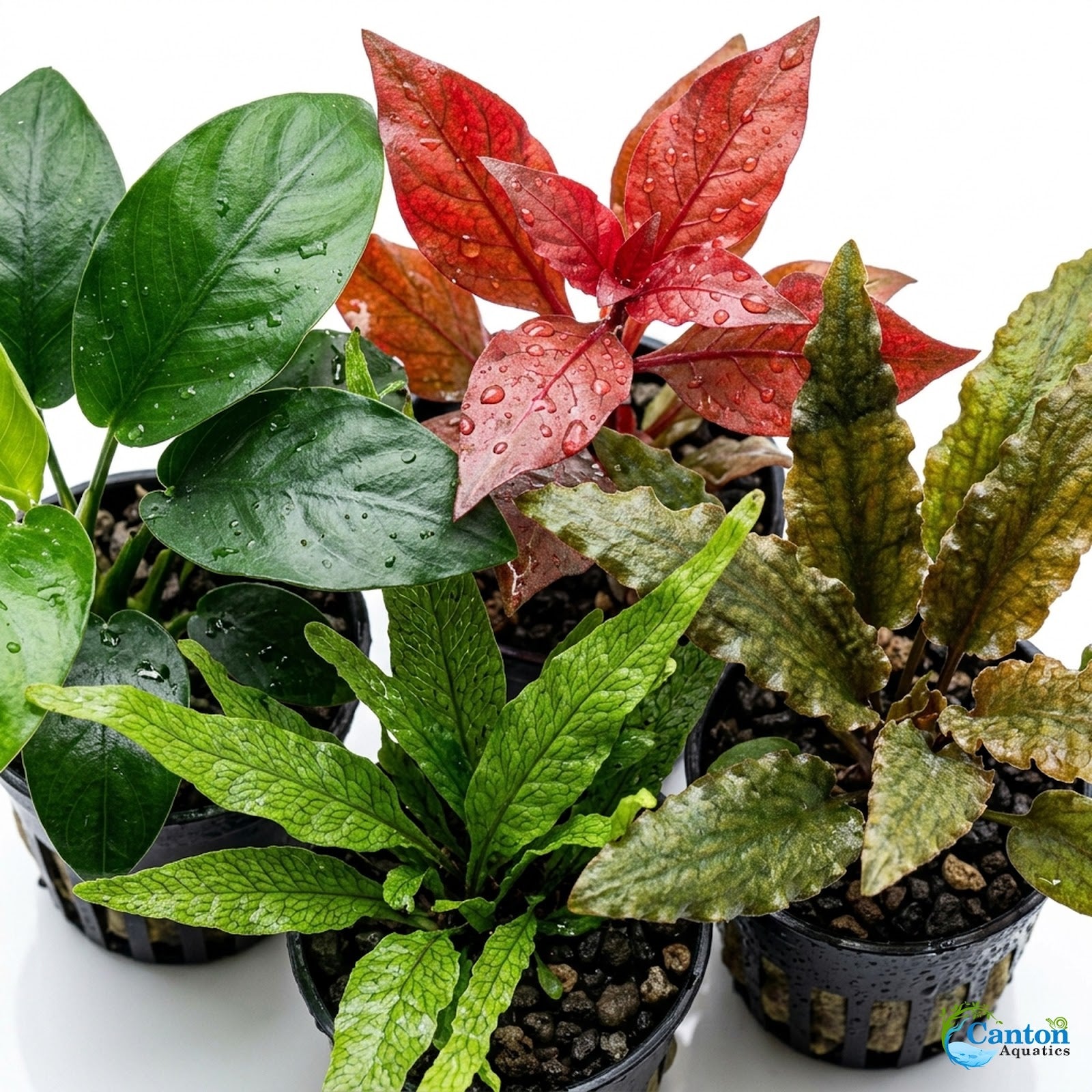 Live Aquarium Plants Bundle 10 Pack - Individual Plant Detail